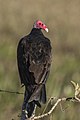 Turkey Vulture