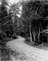 Two women standing near road in forest, June 24, 1899 (WASTATE 2563).jpeg