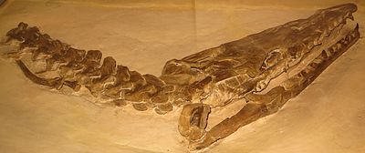 Tylosaurus dyspelor Tubingen.JPG