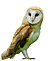 Tyto alba -British Wildlife Centre, Surrey, Inglaterra-8a (1) white background.jpg