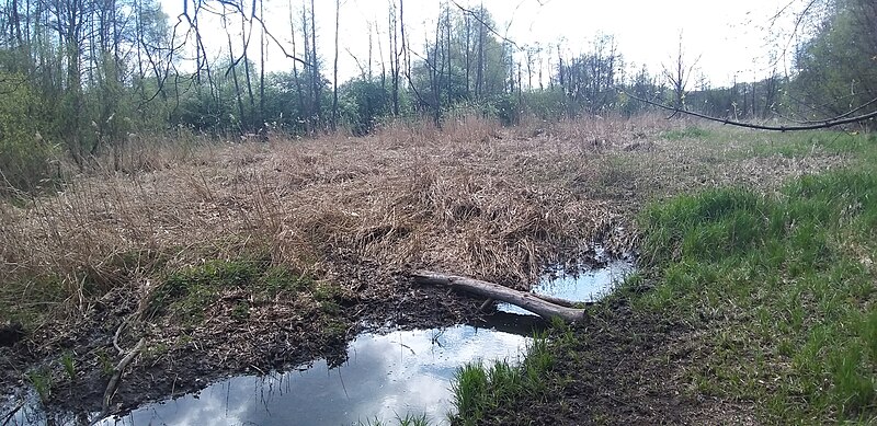 File:Użytek ekologiczny Rozlewisko potoku Rzewnego maj 2021 1.jpg