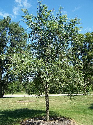 <i>Ulmus chenmoui</i> Species of tree