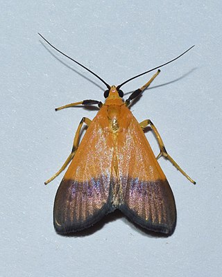 <i>Ulopeza conigeralis</i> Species of moth