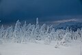 Ural Mountains Winter woods (31809134610).jpg