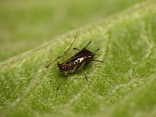 <i>Uroleucon telekiae</i> Species of aphid