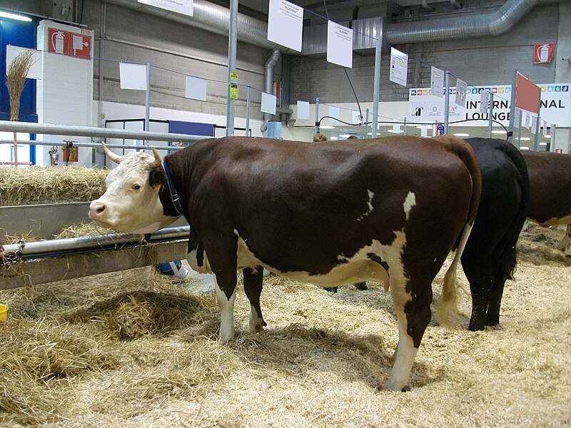 File:Vadostana pezzata rossa cattle - CO2v01-22130983.jpg