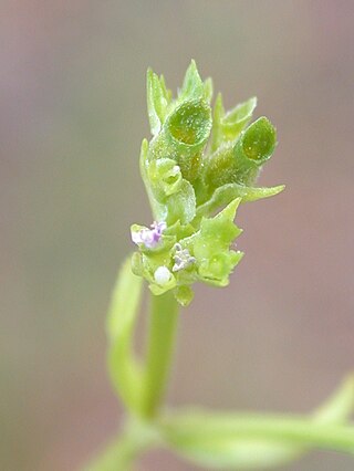 <i>Valerianella muricata</i> Species of plant
