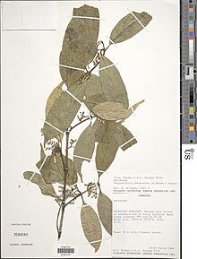 Vangueriella chlorantha-NMNH-13769118.jpg