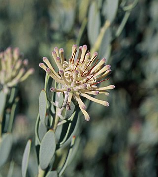 <i>Vexatorella alpina</i> Shrub in the family Proteaceae from Namaqualand, South Africa