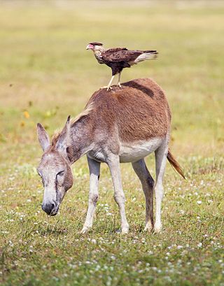 Southern Crested Caracara (Caracara plancus) standing on the back of a donkey at Parque Nacional de Jericoacoara, CE, Brazil