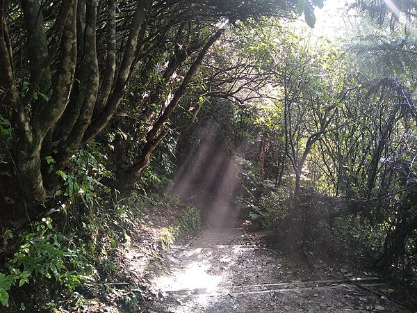 View of Northern Walkway (descending Mt Kaukau)