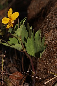 Viola lobata 4814.JPG