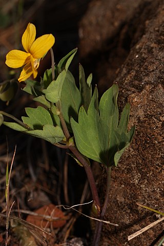 <i>Viola lobata</i> Species of flowering plant