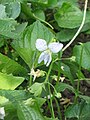 Viola sororia 'Freckles'