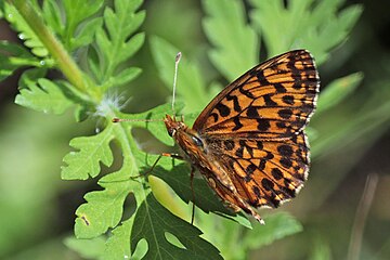 Violet fritillary Boloria dia Hungary