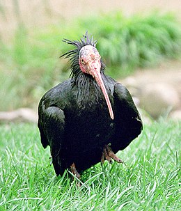 Šiaurinis plikasis ibis (Geronticus eremita)