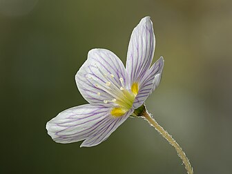 Fleur d'oxalis petite oseille. (définition réelle 5 184 × 3 888)