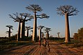 Watu wa eneo hilo kwenye Barabara ya Baobab, Morondava, Madagaska
