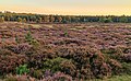 * Nomination Walking the Planken Wambuis from Mossel. Heather landscape. --Agnes Monkelbaan 05:55, 25 December 2017 (UTC) * Promotion Good Quality -- Sixflashphoto 07:15, 25 December 2017 (UTC)