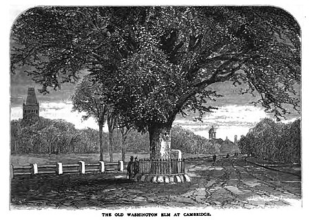 Washington Elm, Cambridge