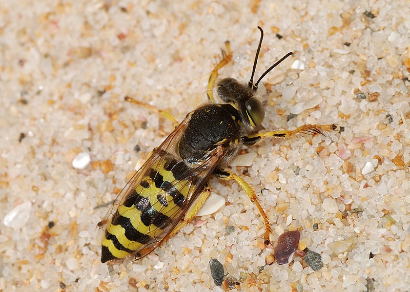 File:Wasp July 2008-1.jpg