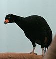 Wattled Curassow