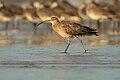 Whimbrel, Lee Point Reserve, Darwin, Northern Territory Australia