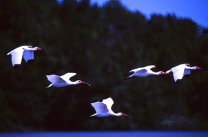 File:White Ibis (Eudocimus albus) (24847509821).jpg