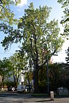 White poplar (Populus alba)