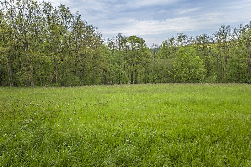 File:Wiese auf dem Süßenberg bei Zell 3.jpg