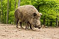 Wild boar (November)