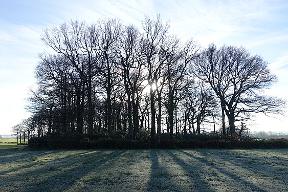 A group of trees in winter, sun shining through from behind, near Alfreton, Derbyshire, England