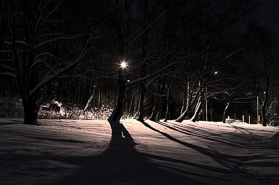 Shadows of trees on a winter night in Helsinki