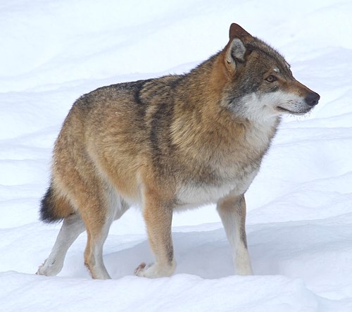 Wolf, voor de natuur, Saxifraga - Jan Nijendijk.5097.jpg