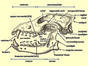 Wolf cranium labelled.jpg