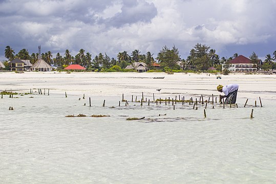 Zanzibar's seaweed growers face a changing climate. Here, a farmer tends to her farm in Paje, on the southeast coast of the island.
