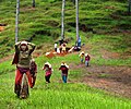 Women Carrying mud to paint home for Dashain Festival by Mithunkunwar9