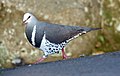 Wonga Pigeon (Leucosarcia melanoleuca) (31217875092).jpg