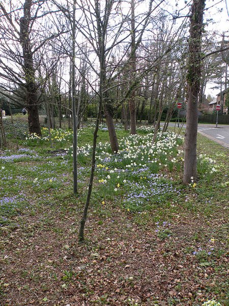 File:Wood at Chaucer Road junction - geograph.org.uk - 1239909.jpg