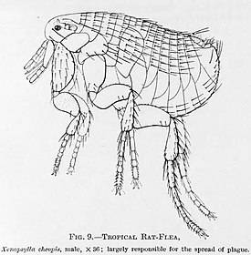 Xenopsylla cheopis