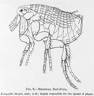 Pulicidae Family of fleas