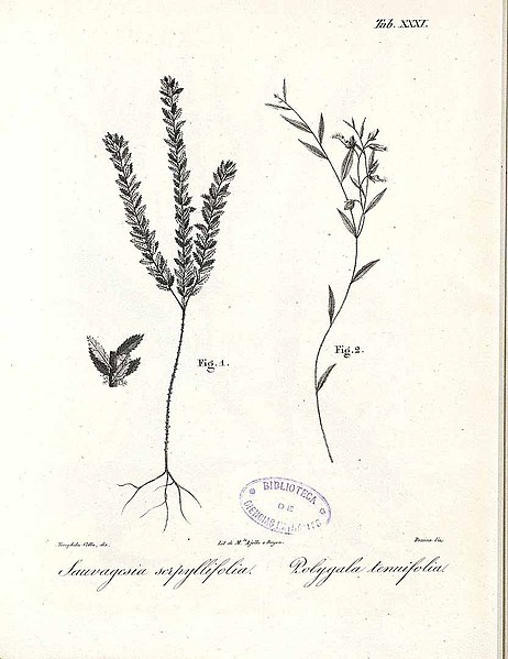 File:YUAN ZHI - Polygala tenuifolia.jpg