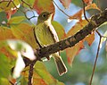 Thumbnail for File:Yellow-bellied Flycatcher (29513239984).jpg