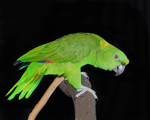 Yellow-naped Amazon