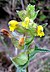 Yellow Rattle.jpg