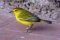 Yellow Warbler (Dendroica petechia) -Santa Cruz -Puerto Ayorto c.jpg