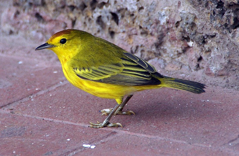 File:Yellow Warbler (Dendroica petechia) -Santa Cruz -Puerto Ayorto c.jpg