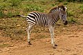 * Nomination Zebra at Pilanesberg National Park --Mike Peel 07:49, 31 October 2022 (UTC) * Promotion  Support Good quality. --Zinnmann 08:38, 7 November 2022 (UTC)