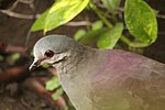 Thumbnail for Tuxtla quail-dove