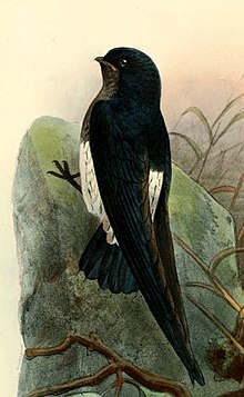 Zoonavena thomensis Keulemans.jpg 